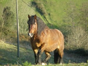 Animales Abeta Zaharra