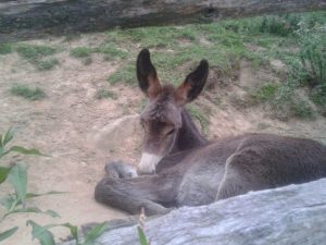 Animales Abeta Zaharra