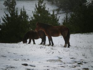 Animales Abeta Zaharra